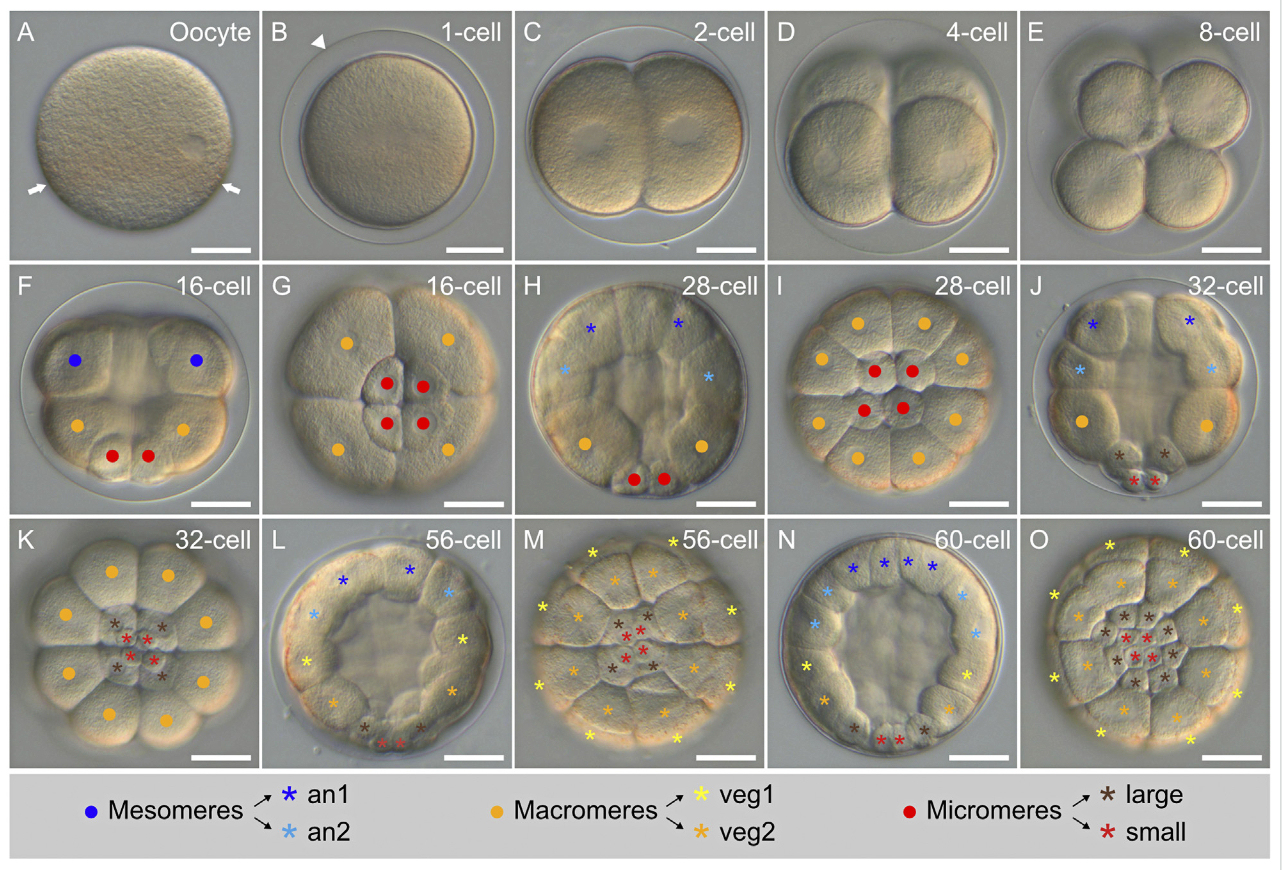 Cleavage stages in Paracentrotus lividus