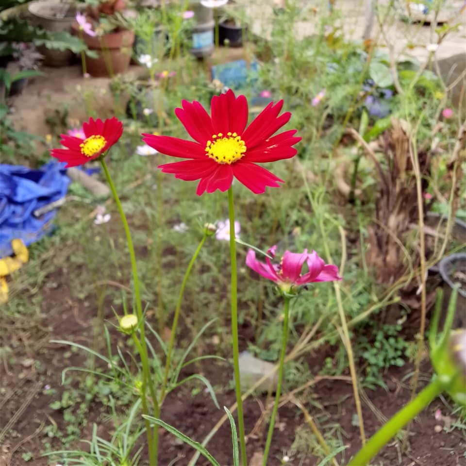 Dark red Cosmos bipinnatus in the yard