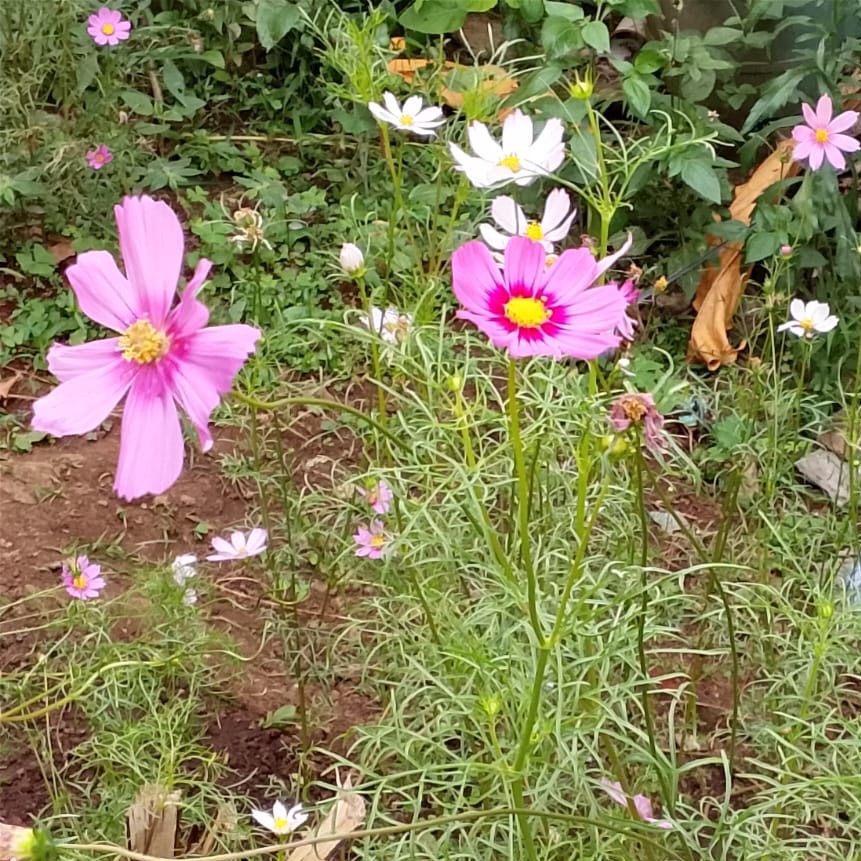 A population of pink and white Cosmos bipinnatus