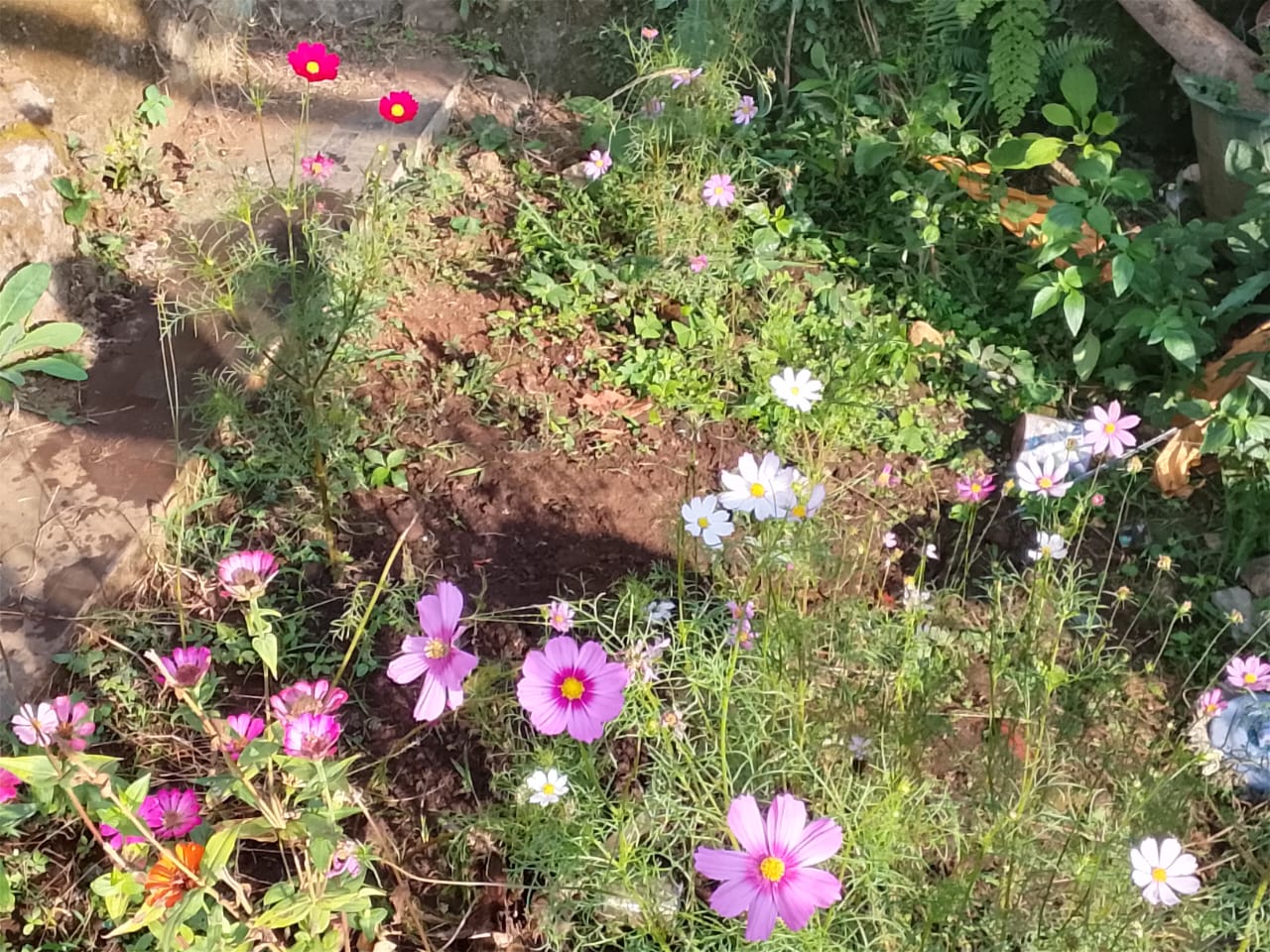 A red Cosmos bipinnatus separated among pink and white flowers