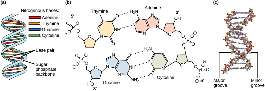 Visualisasi heliks ganda DNA yang menunjukkan tulang punggung gula-fosfat, pasangan basa nitrogen, ikatan hidrogen, serta major dan minor groove.