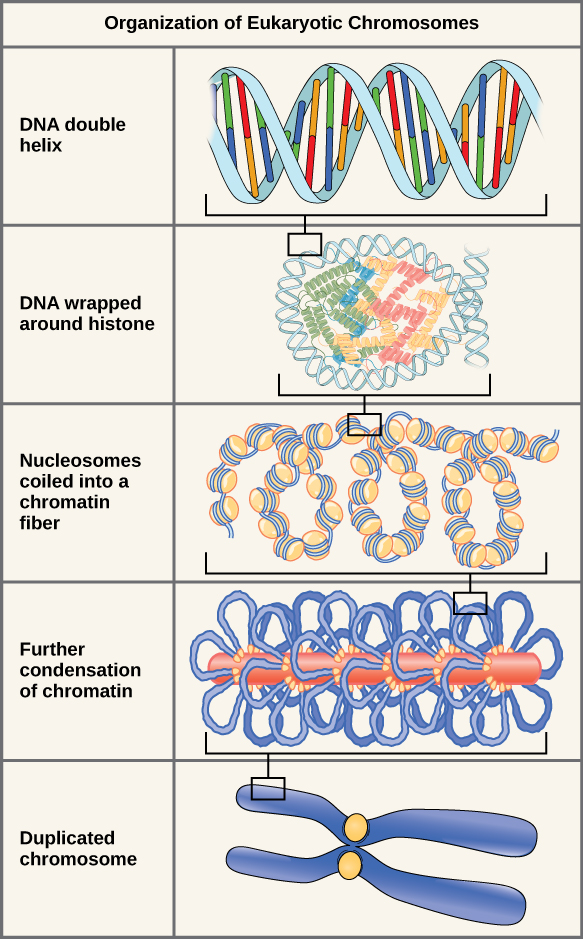 dna chromosome