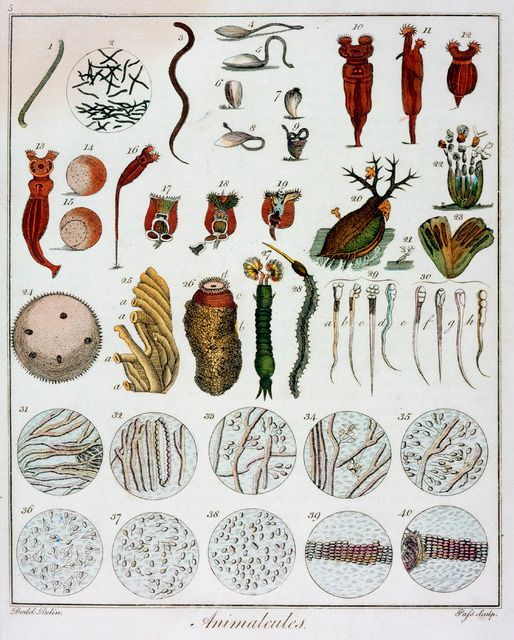 ilustrasi animacules