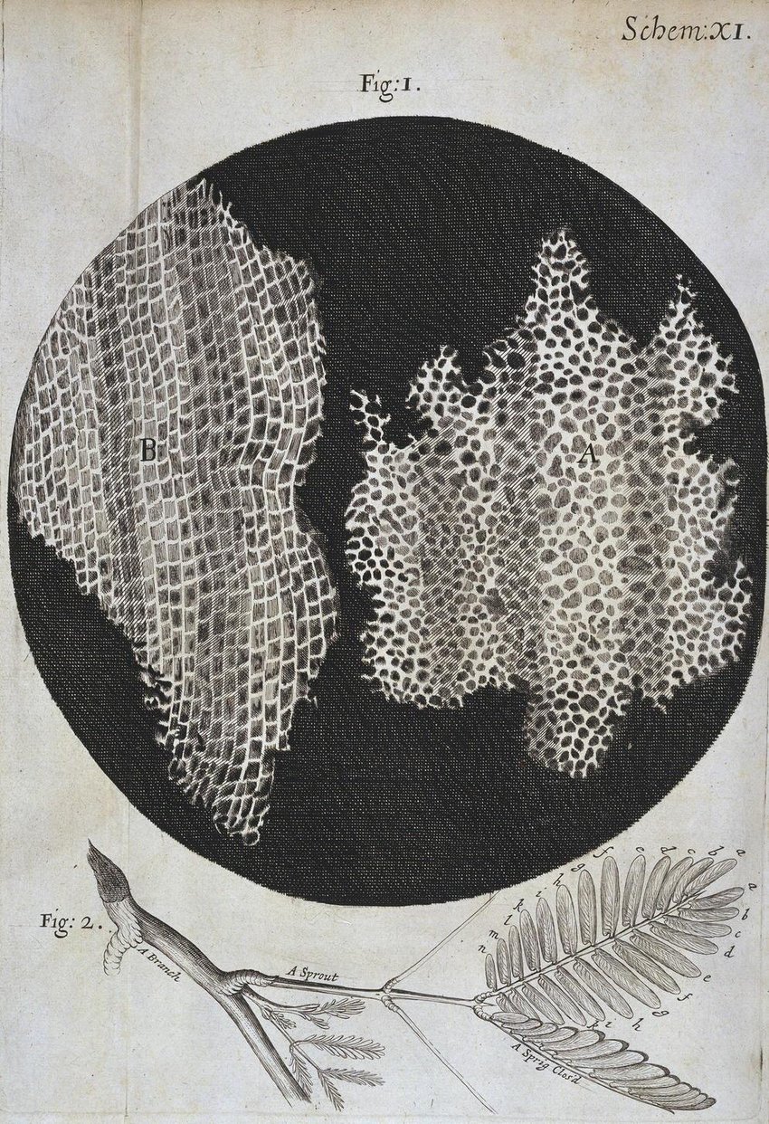ilustrasi gabus